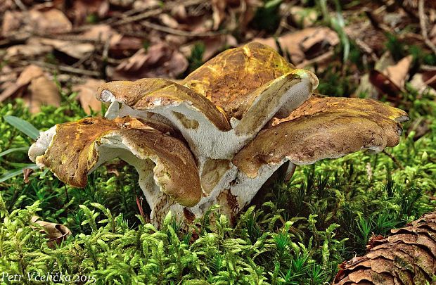 krásnopórovec zelenohnedý Laeticutis cristata (Schaeff.) Audet