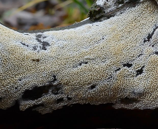 bledokožka severská Leptosporomyces septentrionalis