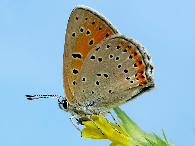 ohniváčik štiavový (sk) / ohniváček modrolemý (cz) Lycaena hippothoe Linnaeus, 1761