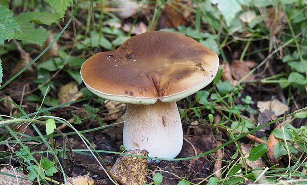 hríb smrekový Boletus edulis Bull.