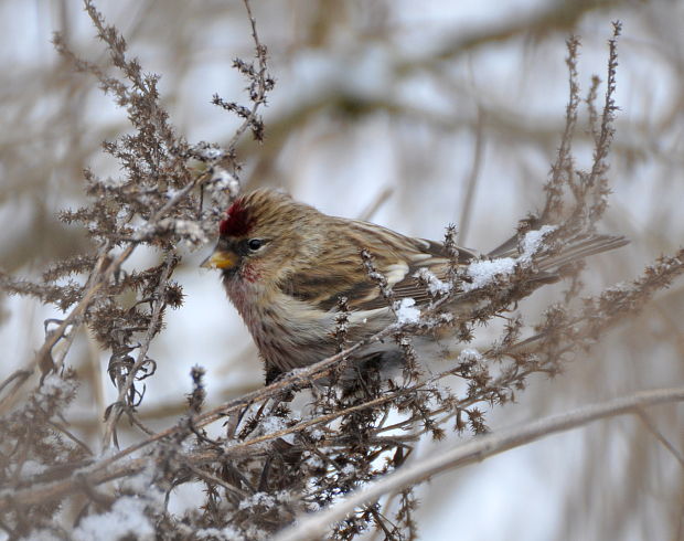 stehlík čečetavý  Carduelis flammea