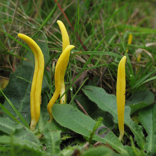 pakonárovka žltooranžová Clavulinopsis helvola (Pers.) Corner