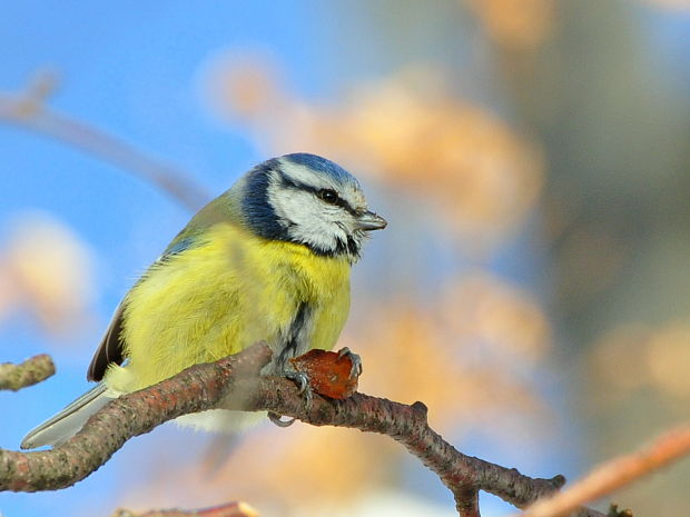 sýkorka belasá Parus caeruleus