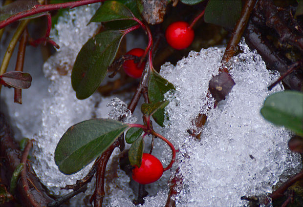 skalník Cotoneaster sp.