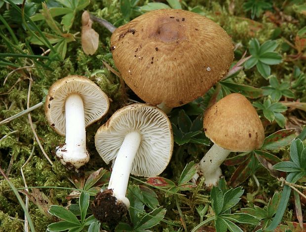 vláknica hľuznatá Inocybe praetervisa Quél.