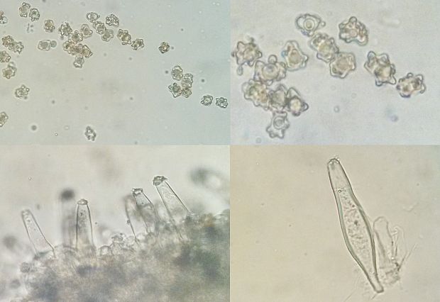 vláknica hľuznatá Inocybe praetervisa Quél.