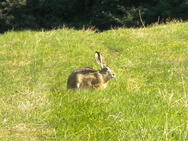 zajac poľný Lepus europaeus