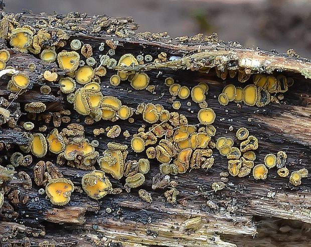 lachnetka vosková Neodasyscypha cerina (Pers.) Spooner