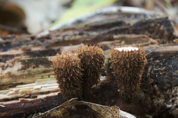 čiaškovec pásikavý Cyathus striatus (Huds.) Willd.