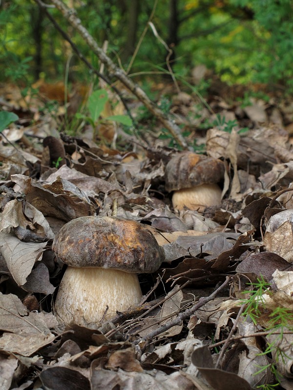 hríb bronzový Boletus aereus Bull. ex Fr.