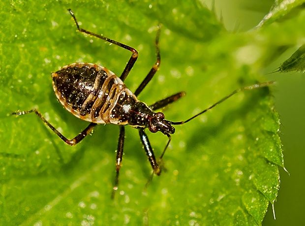 dravček Himacerus apterus nymph