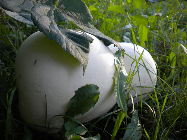 vatovec obrovský Calvatia gigantea (Batsch) Lloyd