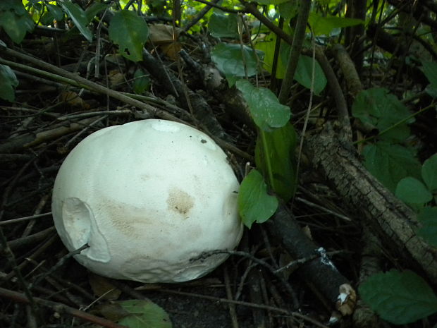 vatovec obrovský Calvatia gigantea (Batsch) Lloyd