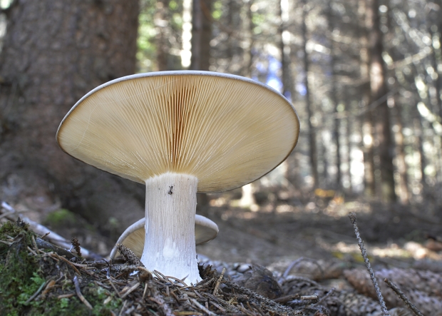 strmuľka inovaťová Clitocybe nebularis (Batsch) P. Kumm.