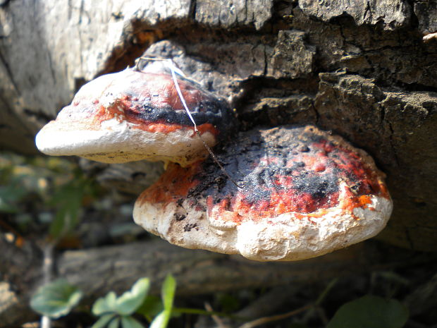 práchnovček pásikavý Fomitopsis pinicola (Sw.) P. Karst.