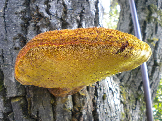 ryšavec srstnatý Inonotus hispidus (Bull.) P. Karst.