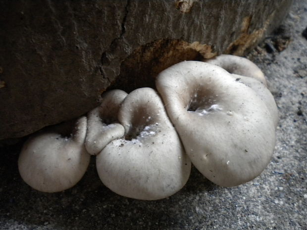 hliva lievikovitá Pleurotus cornucopiae (Paulet) Rolland