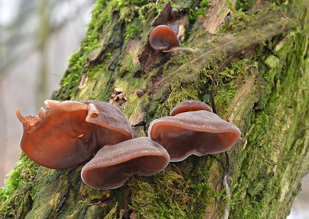 uchovec bazový Auricularia auricula-judae (Bull.) Quél.