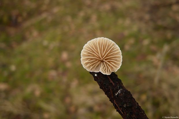 pahliva Crepidotus sp.