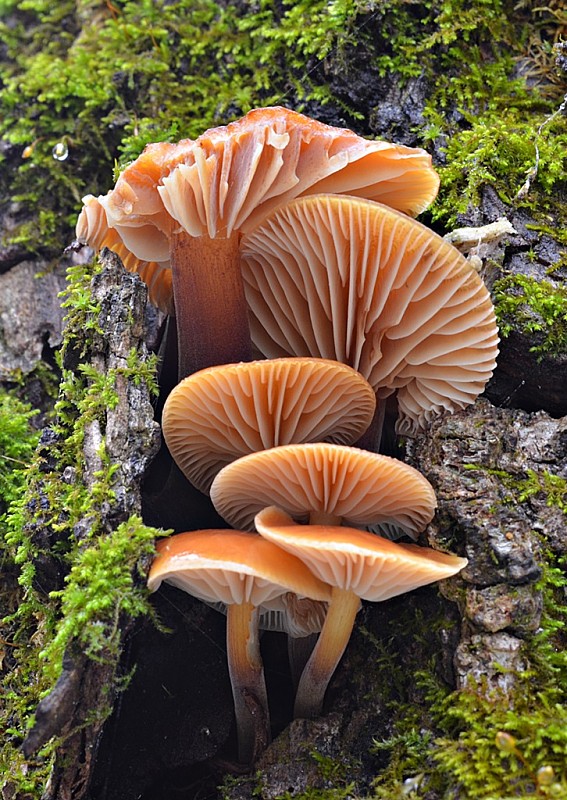 plamienka Flammulina sp.