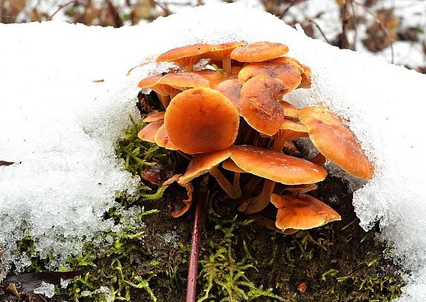 plamienka Flammulina sp.