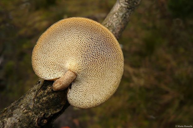 trúdnik zimný Lentinus brumalis (Pers.) Zmitr.