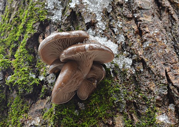 hliva ustricovitá Pleurotus ostreatus (Jacq.) P. Kumm.