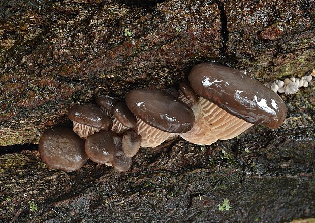 hliva ustricovitá Pleurotus ostreatus (Jacq.) P. Kumm.