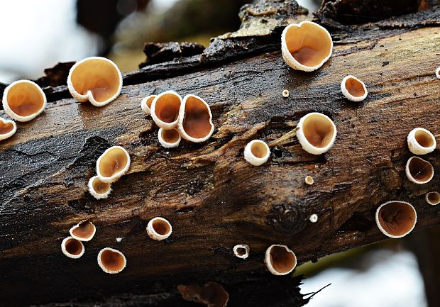 škľabka plstnatá Schizophyllum amplum (Lév.) Nakasone