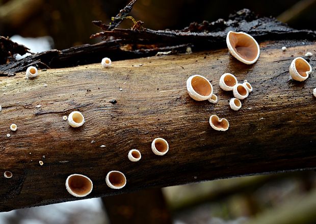 škľabka plstnatá Schizophyllum amplum (Lév.) Nakasone