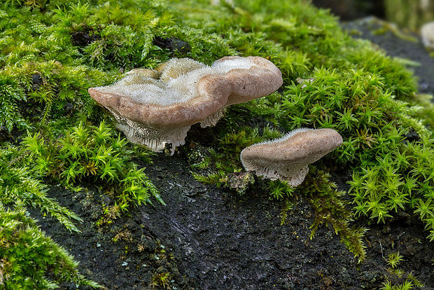 trúdnikovec chlpatý Trametes hirsuta (Wulfen) Lloyd