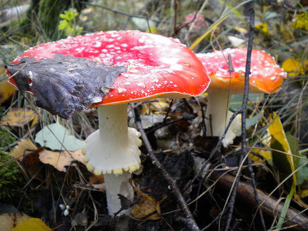 muchotrávka červená Amanita muscaria (L.) Lam.