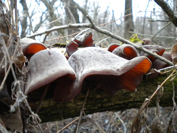 uchovec bazový Auricularia auricula-judae (Bull.) Quél.