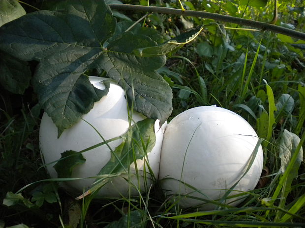 vatovec obrovský Calvatia gigantea (Batsch) Lloyd