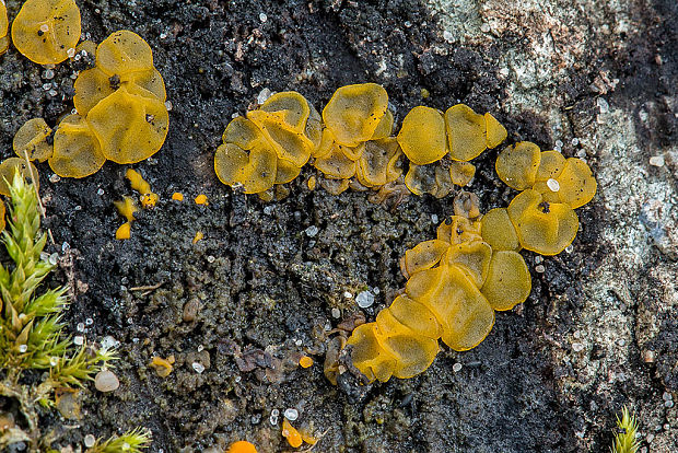 slzovec Dacrymyces sp.