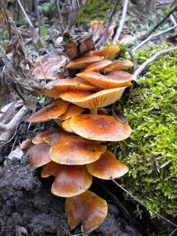 plamienka Flammulina sp.