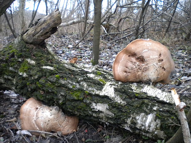 brezovník obyčajný Fomitopsis betulina (Bull.) B.K. Cui, M.L. Han & Y.C. Dai