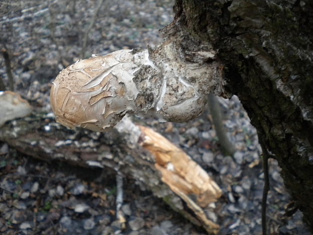 brezovník obyčajný Fomitopsis betulina (Bull.) B.K. Cui, M.L. Han & Y.C. Dai