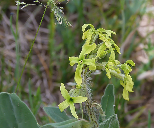 večernica smutná Hesperis tristis L.