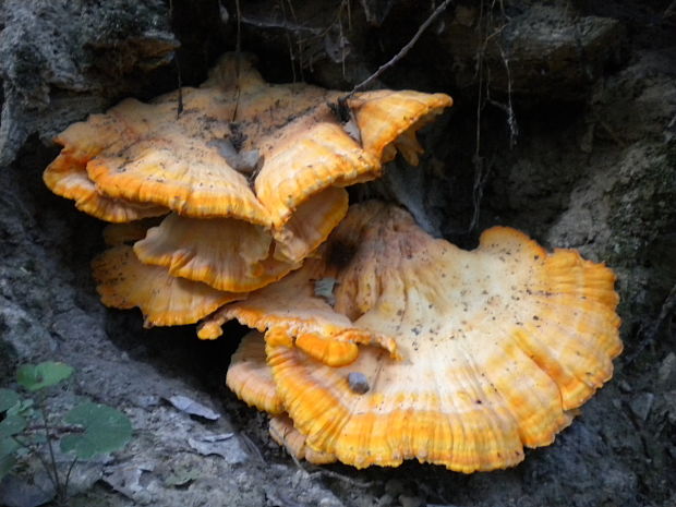 sírovec obyčajný Laetiporus sulphureus (Bull.) Murrill