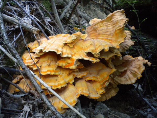 sírovec obyčajný Laetiporus sulphureus (Bull.) Murrill