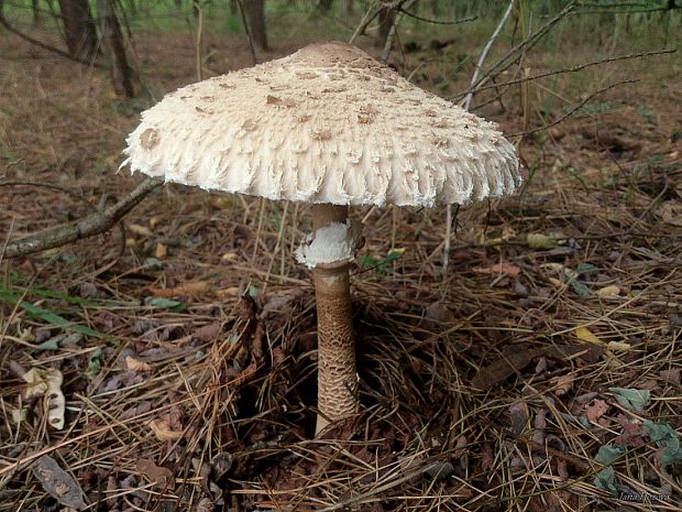 bedľa vysoká Macrolepiota procera (Scop.) Singer