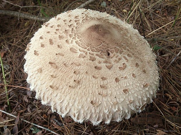 bedľa vysoká Macrolepiota procera (Scop.) Singer