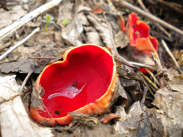 ohnivec Phellinus sp.