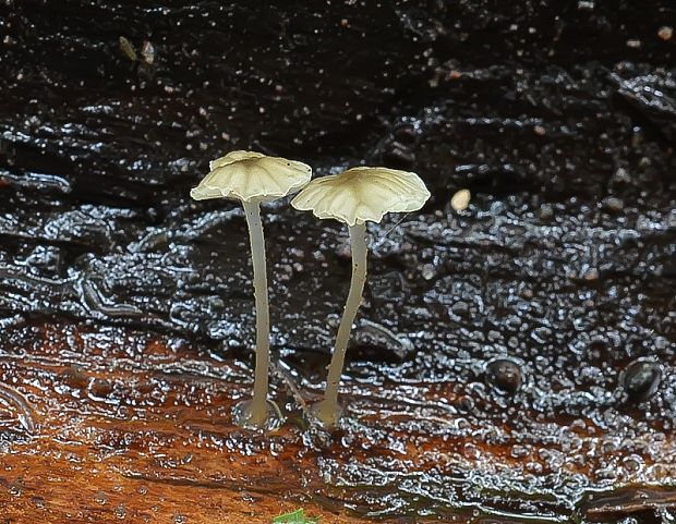 prilbička tenkohlúbiková Phloeomana speirea (Fr.) Redhead