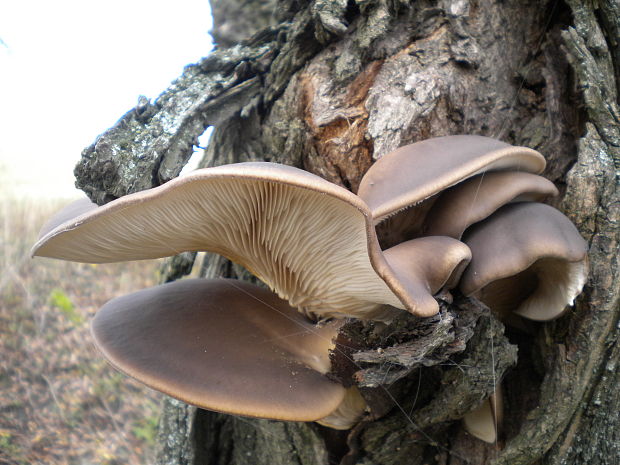 hliva ustricovitá Pleurotus ostreatus (Jacq.) P. Kumm.