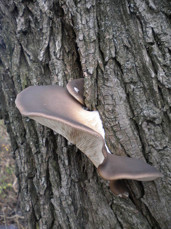 hliva ustricovitá Pleurotus ostreatus (Jacq.) P. Kumm.