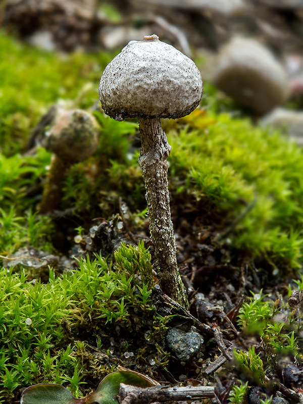 stopkovec zimný Tulostoma cf. brumale Pers.