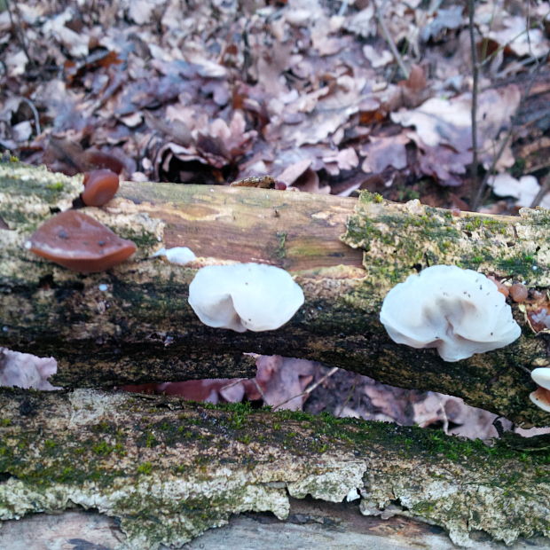 uchovec bazový biely Auricularia auricula-judae var. lactea Quél