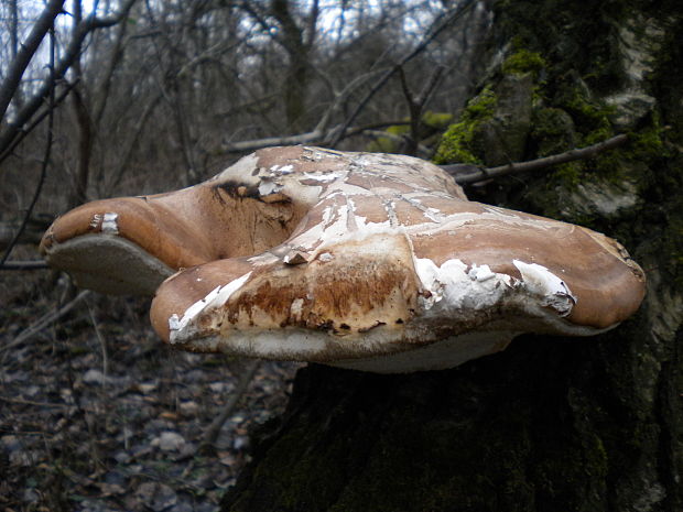 brezovník obyčajný Fomitopsis betulina (Bull.) B.K. Cui, M.L. Han & Y.C. Dai